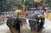Kambala (buffalo race) this year in Dakshina Kannada and Udupi districts may not be held